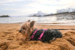 Black-and-Brown-Yorkie-Terrier-on-Beach