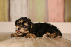 Cute-Teacup-Yorkie-Puppy