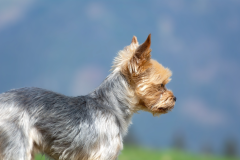 Dog-Terrier