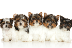 Group-of-Biewer-Yorkie-Puppies