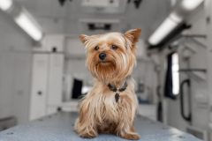 Little-Fun-Doggy-Yorkie-Terrier