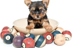 Little-Yorkie-Puppy