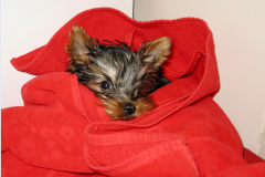 Little-Yorkie-in-Red-Towel