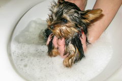 Little-Yorkie