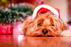 Long-coated-Brown-Dog-Lying-on-Floor