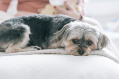 Morkie-dog-lying-on-bed