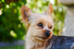 Pet-Yorkie-Dog