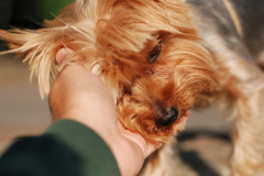 Petting-Yorkie