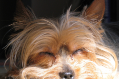 Sleeping-Yorkie