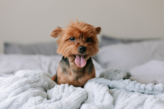 Sleepy-Dog-on-the-Bed