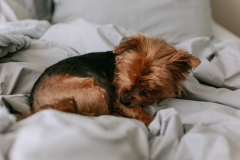 Sleepy-dog-on-Bed