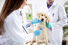 Smiling-veterinary-examining-a-dog