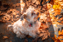 White-and-Brown-Long-Coated-Small-Dog-on-Brown-Dried-Leaves