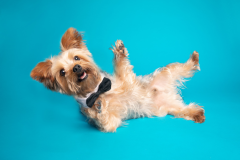 Yorkie-Centerfold