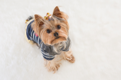 Yorkie-Dog-2