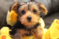 Yorkie-Dog-3