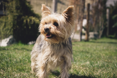 Yorkie-Dog-4