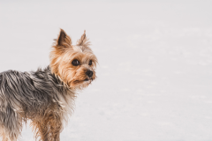 Yorkie-Dog-5