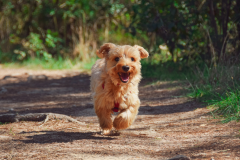 Yorkie-Dog-6