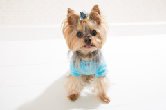 Yorkie-Dog-7
