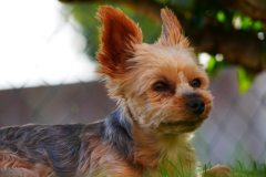 Yorkie-Dog-8