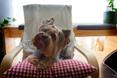 Yorkie-Dog-9