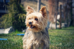 Yorkie-Dog