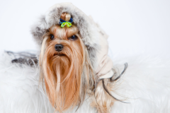 Yorkie-Getting-Dressed