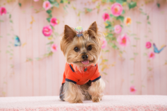 Yorkie-Pup-in-red