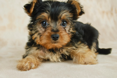 Yorkie-Puppy-Dog-Close-up