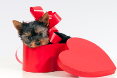 Yorkie-Puppy-Dog-in-Red-Heart-Box