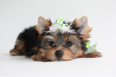 Yorkie-Puppy-Dog