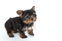 Yorkie-Puppy-White-Background