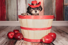 Yorkie-Puppy