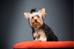 Yorkie-Red-Chair