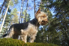 Yorkie-dog-in-Forest