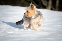 Yorkie-dog-on-Snow