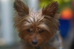 Yorkie-dog-pet-1