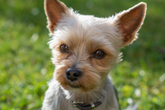 Yorkie-dog-pet