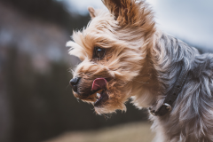 Yorkie-tongue-out