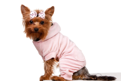 animal-terrier-yorkie-dog