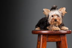 purebred-lap-dog-yorkie