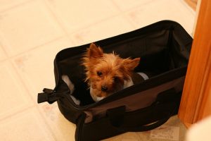 flying with your yorkie