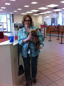 Yorkie photos and their owners
