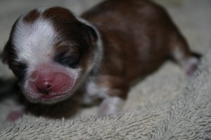 newborn yorkie puppies