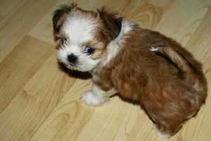 yorkie puppy growing up 