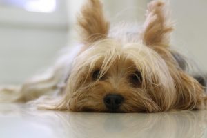 yorkie urinary infection