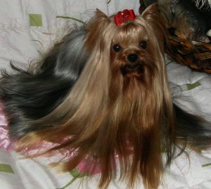 Dog Trimmers