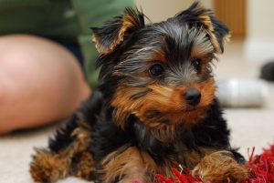 Yorkie Puppy