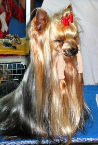 Yorkshire Terrier Shiny